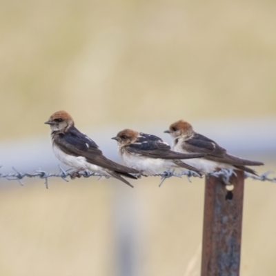 Petrochelidon ariel (Fairy Martin) at Coombs, ACT - 19 Jan 2023 by Reeni Roo