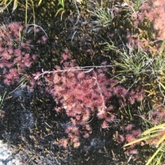 Drosera peltata (Shield Sundew) at Yaouk, NSW - 20 Dec 2022 by Tapirlord