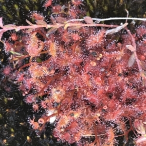 Drosera peltata at Yaouk, NSW - 20 Dec 2022 04:47 PM