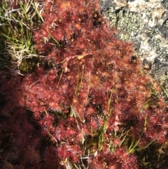 Drosera peltata at Yaouk, NSW - 20 Dec 2022 04:47 PM