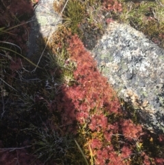 Drosera peltata at Yaouk, NSW - 20 Dec 2022 04:47 PM