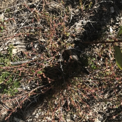 Gonocarpus montanus at Scabby Range Nature Reserve - 20 Dec 2022 by Tapirlord