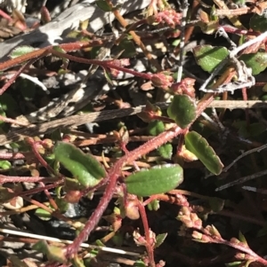 Gonocarpus montanus at Yaouk, NSW - 20 Dec 2022