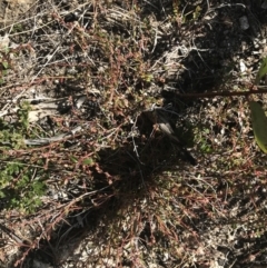 Gonocarpus montanus at Yaouk, NSW - 20 Dec 2022