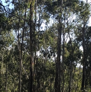 Eucalyptus delegatensis subsp. delegatensis at Yaouk, NSW - 20 Dec 2022