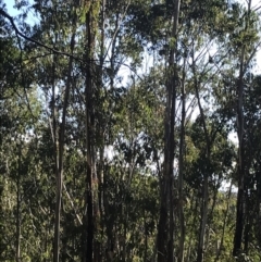 Eucalyptus delegatensis subsp. delegatensis (Alpine Ash) at Yaouk, NSW - 20 Dec 2022 by Tapirlord