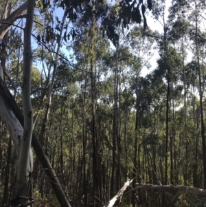 Eucalyptus delegatensis subsp. delegatensis at Yaouk, NSW - 20 Dec 2022