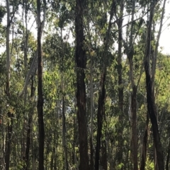 Eucalyptus delegatensis subsp. delegatensis at Yaouk, NSW - 20 Dec 2022