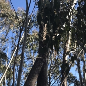 Eucalyptus delegatensis subsp. delegatensis at Yaouk, NSW - 20 Dec 2022