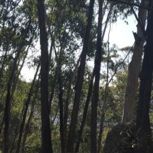 Eucalyptus delegatensis subsp. delegatensis at Yaouk, NSW - 20 Dec 2022