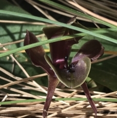 Chiloglottis valida at Yaouk, NSW - suppressed