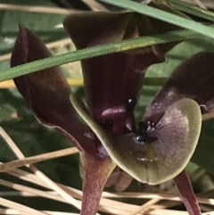 Chiloglottis valida at Yaouk, NSW - suppressed