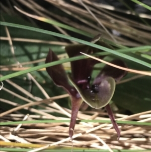 Chiloglottis valida at Yaouk, NSW - suppressed