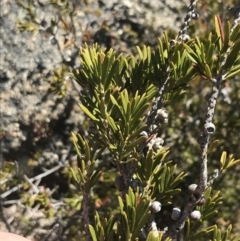 Callistemon pityoides (Alpine Bottlebrush) at Scabby Range Nature Reserve - 20 Dec 2022 by Tapirlord