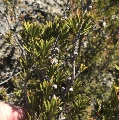 Callistemon pityoides at Yaouk, NSW - 20 Dec 2022