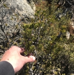 Callistemon pityoides at Yaouk, NSW - 20 Dec 2022