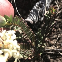 Pimelea linifolia subsp. caesia (Slender Rice Flower) at Rendezvous Creek, ACT - 20 Dec 2022 by Tapirlord