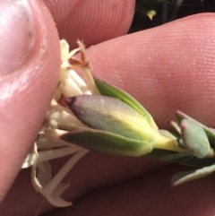 Pimelea linifolia subsp. caesia at Rendezvous Creek, ACT - 20 Dec 2022