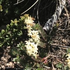 Pimelea linifolia subsp. caesia at Rendezvous Creek, ACT - 20 Dec 2022