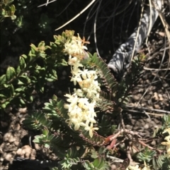 Pimelea linifolia subsp. caesia at Rendezvous Creek, ACT - 20 Dec 2022