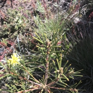 Hakea lissosperma at Yaouk, NSW - 20 Dec 2022