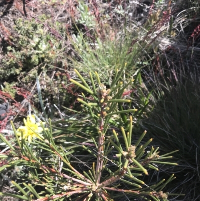 Hakea lissosperma (Needle Bush) at Yaouk, NSW - 20 Dec 2022 by Tapirlord