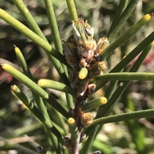 Hakea lissosperma at Yaouk, NSW - 20 Dec 2022