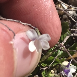 Viola improcera at Yaouk, NSW - 20 Dec 2022 04:33 PM