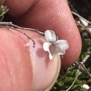 Viola improcera at Yaouk, NSW - 20 Dec 2022 04:33 PM