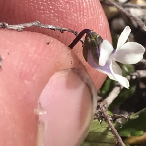 Viola improcera at Yaouk, NSW - 20 Dec 2022 04:33 PM