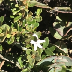 Westringia lucida (Shining Westringia) at Yaouk, NSW - 20 Dec 2022 by Tapirlord