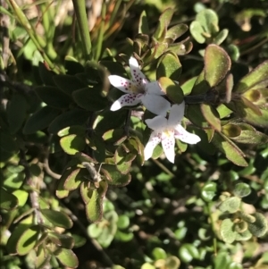 Westringia lucida at Yaouk, NSW - 20 Dec 2022