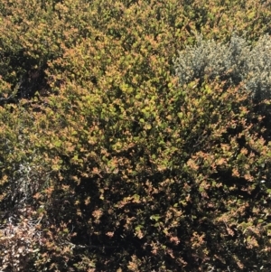Acacia alpina at Yaouk, NSW - 20 Dec 2022