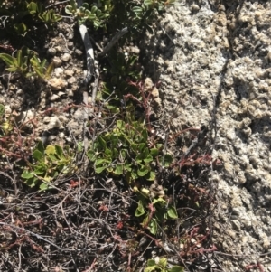 Viola improcera at Rendezvous Creek, ACT - 20 Dec 2022 04:26 PM