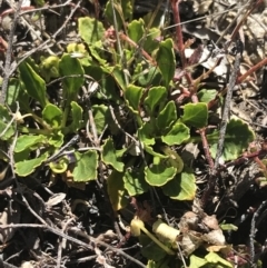 Viola improcera at Rendezvous Creek, ACT - 20 Dec 2022 04:26 PM