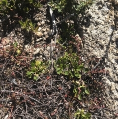 Viola improcera at Rendezvous Creek, ACT - 20 Dec 2022 04:26 PM