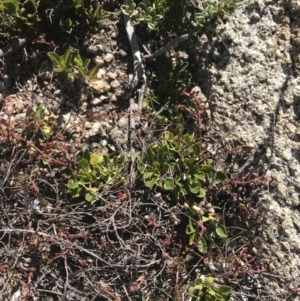 Viola improcera at Rendezvous Creek, ACT - 20 Dec 2022