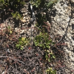 Viola improcera at Rendezvous Creek, ACT - 20 Dec 2022