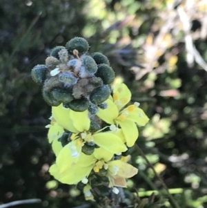 Asterolasia trymalioides at Rendezvous Creek, ACT - 20 Dec 2022