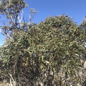 Eucalyptus pauciflora subsp. debeuzevillei at Rendezvous Creek, ACT - 20 Dec 2022