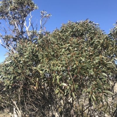 Eucalyptus pauciflora subsp. debeuzevillei (A Snow Gum) at Namadgi National Park - 20 Dec 2022 by Tapirlord