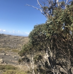 Eucalyptus pauciflora subsp. debeuzevillei at Namadgi National Park - 20 Dec 2022