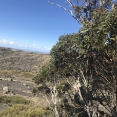 Eucalyptus pauciflora subsp. debeuzevillei at Namadgi National Park - 20 Dec 2022 04:25 PM