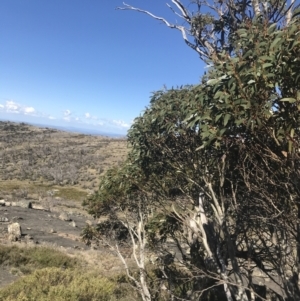 Eucalyptus pauciflora subsp. debeuzevillei at Namadgi National Park - 20 Dec 2022