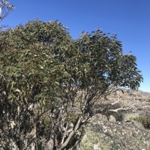 Eucalyptus pauciflora subsp. debeuzevillei at Rendezvous Creek, ACT - 20 Dec 2022