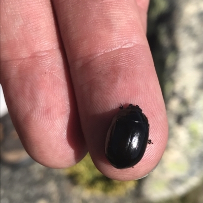 Paropsisterna sp. (genus) (A leaf beetle) at Yaouk, NSW - 20 Dec 2022 by Tapirlord