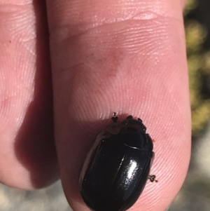 Paropsisterna sp. (genus) at Yaouk, NSW - 20 Dec 2022