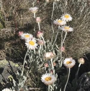 Leucochrysum alpinum at Yaouk, NSW - 20 Dec 2022