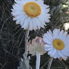 Leucochrysum alpinum at Yaouk, NSW - 20 Dec 2022