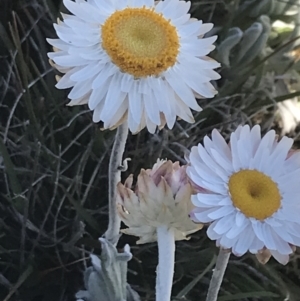 Leucochrysum alpinum at Yaouk, NSW - 20 Dec 2022